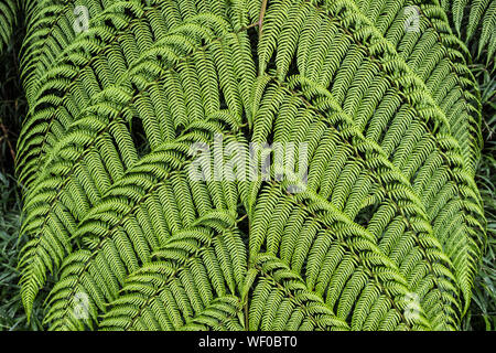 Riesige Farne Blatt, Costa Rica Stockfoto