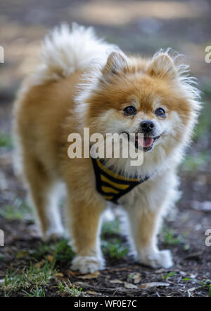 Erwachsenen männlichen weißen und braunen Pomeranian Portrait Stockfoto