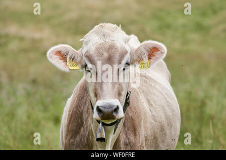 Nahaufnahme einer Kuh mit einer Kuhglocke auf der grünen Wiese im Allgäu/Bayern, Deutschland Stockfoto