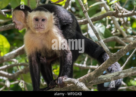 2cWhite konfrontiert Kapuzineraffen (Cebus capucinus) Mutter und Kind Stockfoto