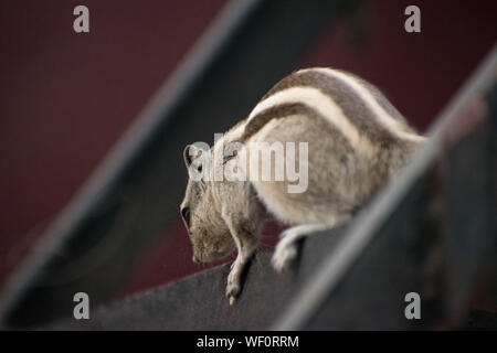 Nahaufnahme von einem Eichhörnchen in gute Zeit Stockfoto