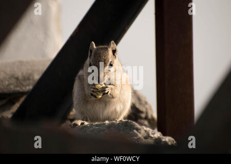 Nahaufnahme von einem Eichhörnchen in gute Zeit Stockfoto