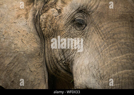 Eine Nahaufnahme von en Elefanten Gesicht Stockfoto