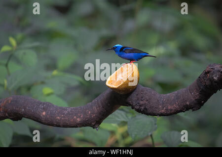 Männlich Red-legged Honeycreeper (Cyanerpes cyaneus) Essen eine Orange in Fortuna, Costa Rica Stockfoto