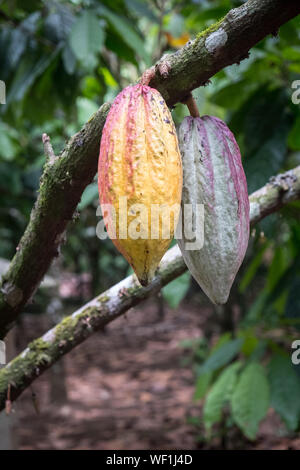 Kakao Pads auf Baum, Costa Rica Stockfoto