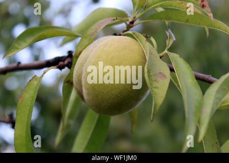 Unreife Pfirsich in einem Peach Tree Stockfoto