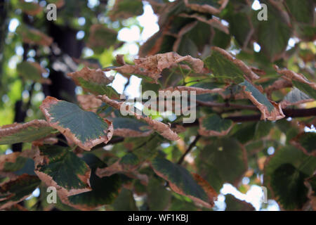 Getrocknete tilia treibt auf Herbst close up Stockfoto