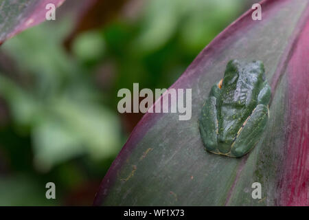 Schlaf Golden Eye Leaf Frog (Cruziohyla Calcarifer), La Paz Wasserfall Garten, Costa Rica Stockfoto