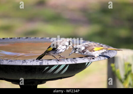 New Holland Honeyeaters (Phylidonyris novaehollandiae) an birdbath, South Australia Stockfoto