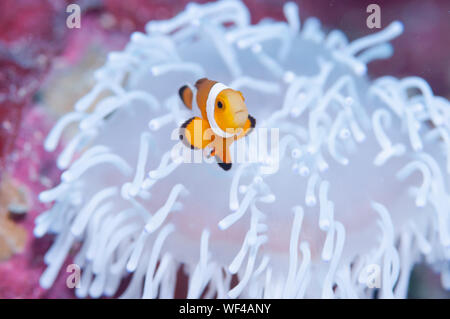 Anemonefisch lebt in Seeanemonoe Stockfoto