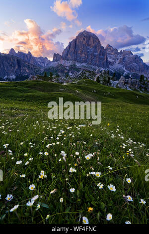 Wildblumen mit der atemberaubenden Tofana di Rozes, Dolomiten, Cortina d'Ampezzo, Belluno, Italien Stockfoto