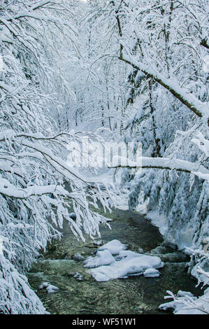 Schneebedeckte Bäume über Goldbrook Bach mitten im Winter, Stowe, Vermont, USA Stockfoto