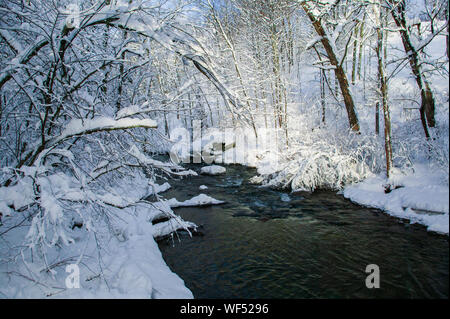 Schneebedeckte Bäume über Goldbrook Bach mitten im Winter, Stowe, Vermont, USA Stockfoto