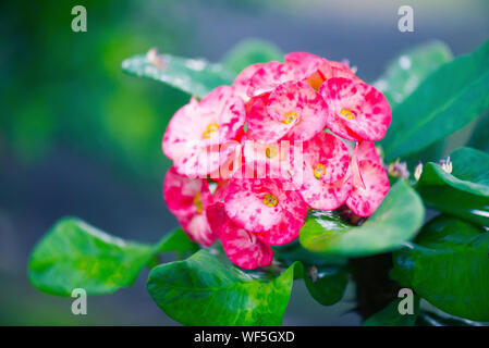 Red Euphorbia milii Blume Nahaufnahme Stockfoto