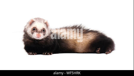 Graue Frettchen im vollen Wachstum liegt isoliert Stockfoto