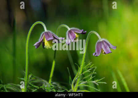 Schöne kleine Feder Lila Blume. Pulsatilla Montana. Stockfoto