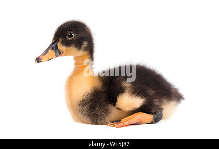 Süße Entlein auf weißem Hintergrund Stockfoto