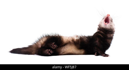 Cute Grau im vollen Wachstum liegt Frettchen isoliert Stockfoto