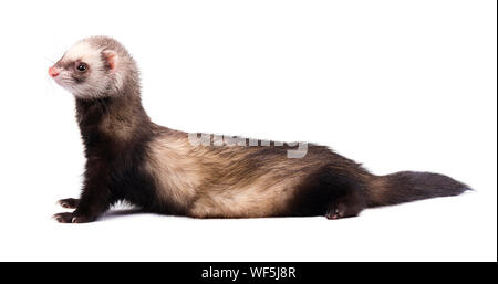 Cute Grau im vollen Wachstum liegt Frettchen isoliert Stockfoto