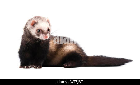 Cute Grau im vollen Wachstum liegt Frettchen isoliert Stockfoto