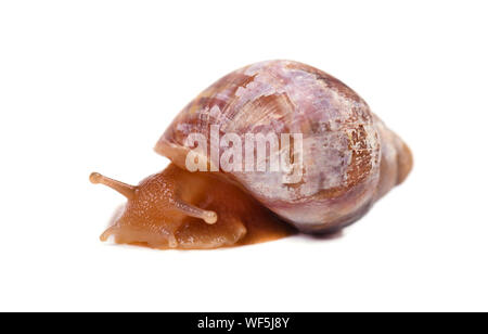 Schnecke, die isoliert auf weißem Hintergrund Stockfoto