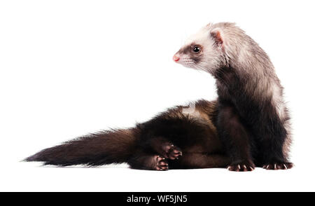 Cute Grau im vollen Wachstum liegt Frettchen isoliert Stockfoto