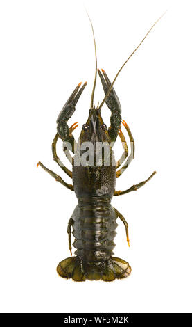 Live crayfish auf weißem Hintergrund. Ansicht von oben. Stockfoto