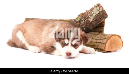 Braune Welpen Siberian husky mit blauen Augen lügen, auf weißem Hintergrund Stockfoto