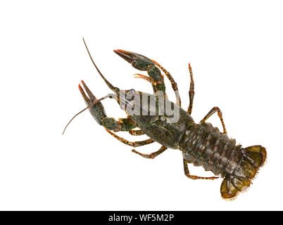 Live crayfish auf weißem Hintergrund Stockfoto