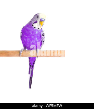 Budgie violett auf weißem Hintergrund. Wellensittich close-up Stockfoto