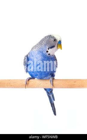 Parrot pet Blau. Wellensittich blau, auf weißem Hintergrund. Wellensittich im vollen Wachstum Stockfoto