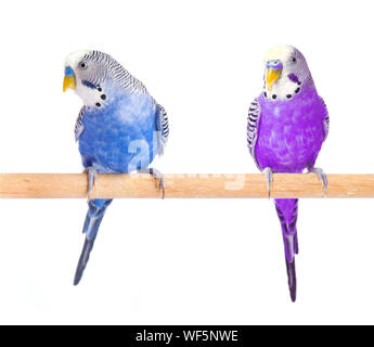 Papagei Blau und Violett. Wellensittich blau, auf weißem Hintergrund. Wellensittich im vollen Wachstum Stockfoto