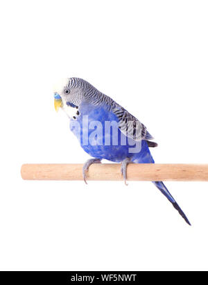 Parrot pet Blau. Wellensittich blau, auf weißem Hintergrund. Wellensittich im vollen Wachstum Stockfoto