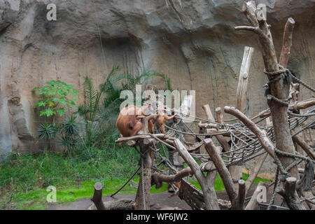 Sumatra Orang-Utans (Pongo abelii) in einem Zoo. Stockfoto