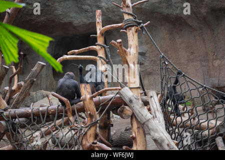 Pygmy Schimpansen (Pan paniscus) in einem Zoo. Stockfoto