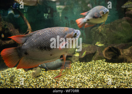 Das riesige rote Schwanz Gurami Fische in einem Aquarium. Stockfoto