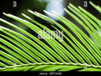 Die Wedel, pinnately zusammengesetzten Blättern von Cycas revoluta Thunb Anlage Stockfoto