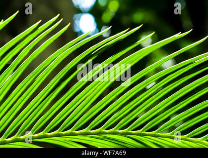 Die Wedel, pinnately zusammengesetzten Blättern von Cycas revoluta Thunb Anlage Stockfoto