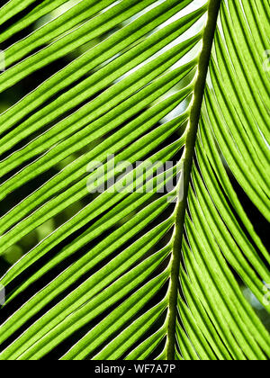 Die Wedel, pinnately zusammengesetzten Blättern von Cycas revoluta Thunb Anlage Stockfoto