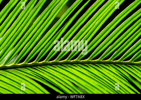 Die Wedel, pinnately zusammengesetzten Blättern von Cycas revoluta Thunb Anlage Stockfoto