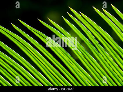 Die Wedel, pinnately zusammengesetzten Blättern von Cycas revoluta Thunb Anlage Stockfoto