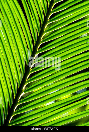 Die Wedel, pinnately zusammengesetzten Blättern von Cycas revoluta Thunb Anlage Stockfoto