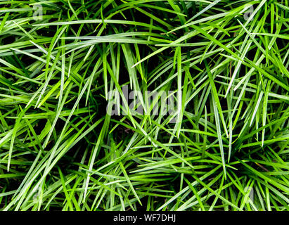 Ophiopogon japonicus die Abdeckung Pflanze Stockfoto