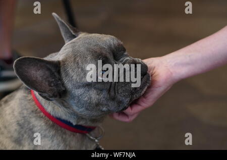 Ney York City, NY/USA - 29. Juni 2019: adorable Hund mit einem Auge loveingly von seiner Besitzerin zerkratzt werden, Stockfoto