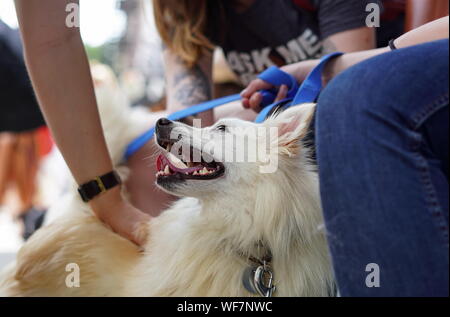 Ney York City, NY/USA - 29. Juni 2019: Passant petting einen flauschigen weißen Hund während einer Annahme Ereignis Stockfoto