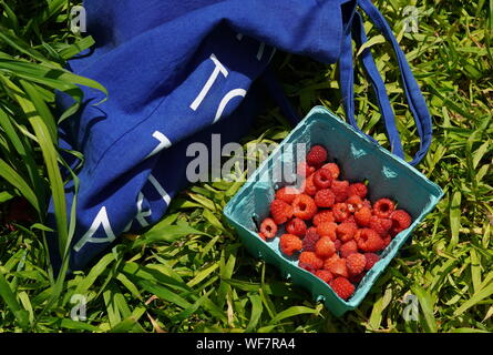 Middlefield, CT/USA - Juli 14, 2019: Frische Himbeeren gepflückt in einem Container auf das Gras Stockfoto