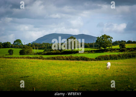 Ein einzelnes Schafe weidet im Feld auf Zoll-Insel, County Donegal, Irland, mit Blick auf die Kopfhaut Berg im Hintergrund Stockfoto