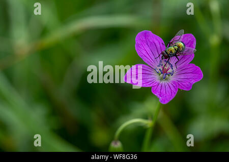 Holz Geranie mit einem Cluster fly Stockfoto