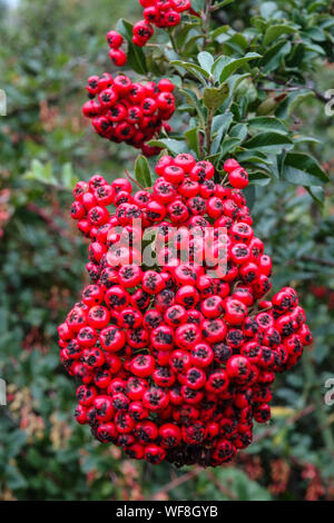 Schöne rote Pyramicantha Beeren Pyramicantha coccinea 'Lalandei' Firethorn, Pyramicantha rote Beeren Stockfoto
