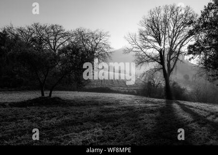 Leistungsstarke Sonnenstrahlen durch den Nebel im Morgengrauen schneiden, in der Mitte der Bäume auf einer Wiese Stockfoto